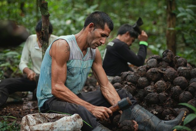 Comunidade de castanheiros