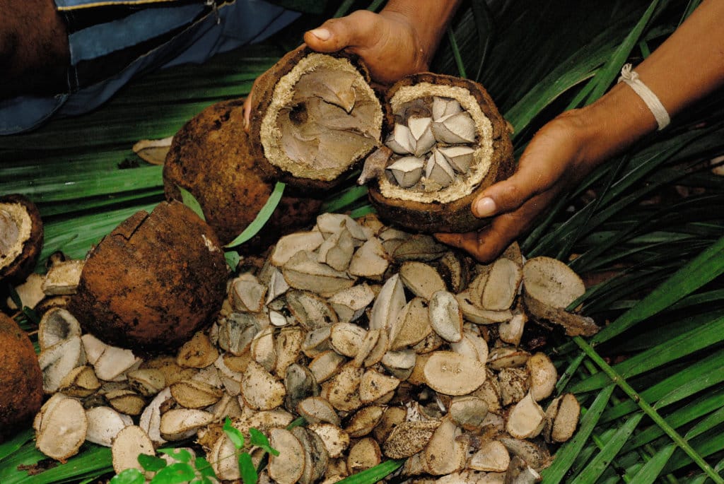 Ouriços de Castanha